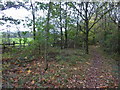 Woodland path near Sleetmoor House