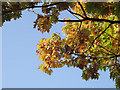 Autumnal colour in West Park, Wolverhampton