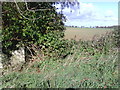 Arable field and angle of wall at edge of wood enclosing St Hugh