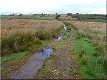 NY2977 : Track over marshy moorland by Oliver Dixon