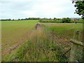 Footpath along the field edge