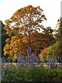 Exbury: blue and autumn colours