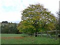 Autumn colour at Solwaybank Farm