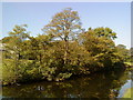 Trees growing over the Leeds Liverpool Canal