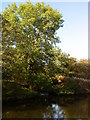 Stream entering the Leeds Liverpool Canal