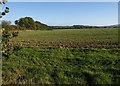 SX6495 : Field near Furzedown Cross by Derek Harper