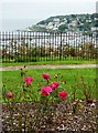 Bonsey Rose Gardens, Furzeham, Brixham