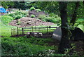 Pigs, Brokes Farm