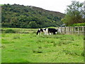 Cattle, Llangrannog