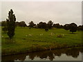 Fields near the canal in Kildwick