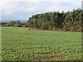 Farmland and woodland near Quarry Cottage (2)