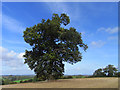 Farmland with tree, Pyrton