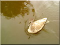 Young swan on the canal