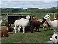 Alpacas at Sharperton