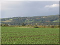 Farmland north of Ladycutters lane (2)