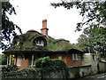 Lodge with trees growing from the roof