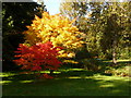 Bournemouth: trees in red, yellow and green