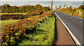 The Aughnacloy Road near Banbridge (4)