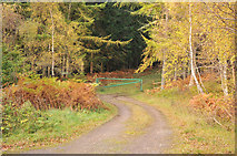 NH9645 : Forestry access road near Logie Farm by Steven Brown