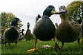 Mallards (Anas platyrhynchos), Loch of Forfar