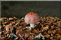 Amanita muscaria