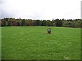 A standing stone in a field by Moulin.