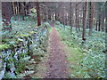 Footpath in Dwarriden Plantation