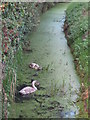 Cygnets near Lower Wall Road