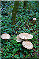 Mushrooms in Wellow Woods