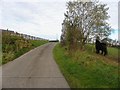 Lane near Loughguile