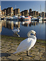 SJ3488 : Marina swans, Liverpool by Paul Harrop