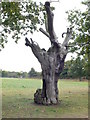 TQ1974 : Dead Tree, Richmond Park by Eirian Evans