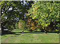 Trees in Bantock Park, Wolverhampton