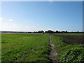 Footpath towards Bedlams Court Lane