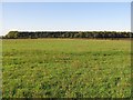 Field off Mansty Lane