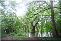 Riverside trees in the water, River Thames