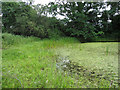 Pond at Market Weston Fen