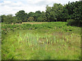 Pond at Market Weston Fen