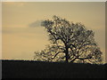 Tree near Alyth