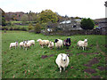 SD4193 : Sheep, Howe Farm by Karl and Ali