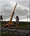 Replanting the Hattersley Monkey Puzzle Tree