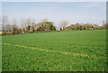 Wheat near Milton Street