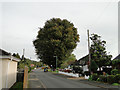 The great Caucasian Elm in Worlingham