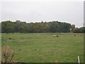 View towards Bowers Wood