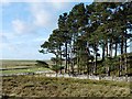 Pine trees at Middlesknowes