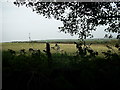 Sheep in a field, Llanhowel