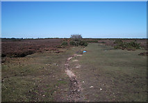 SU2601 : Track on Hincheslea Moor. New Forest by michael ely