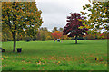 Dog walkers confer in Swanley Park