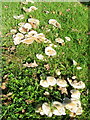 Fungi, Preston-under-scar