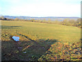 Meadow at Pwll-y-cwm